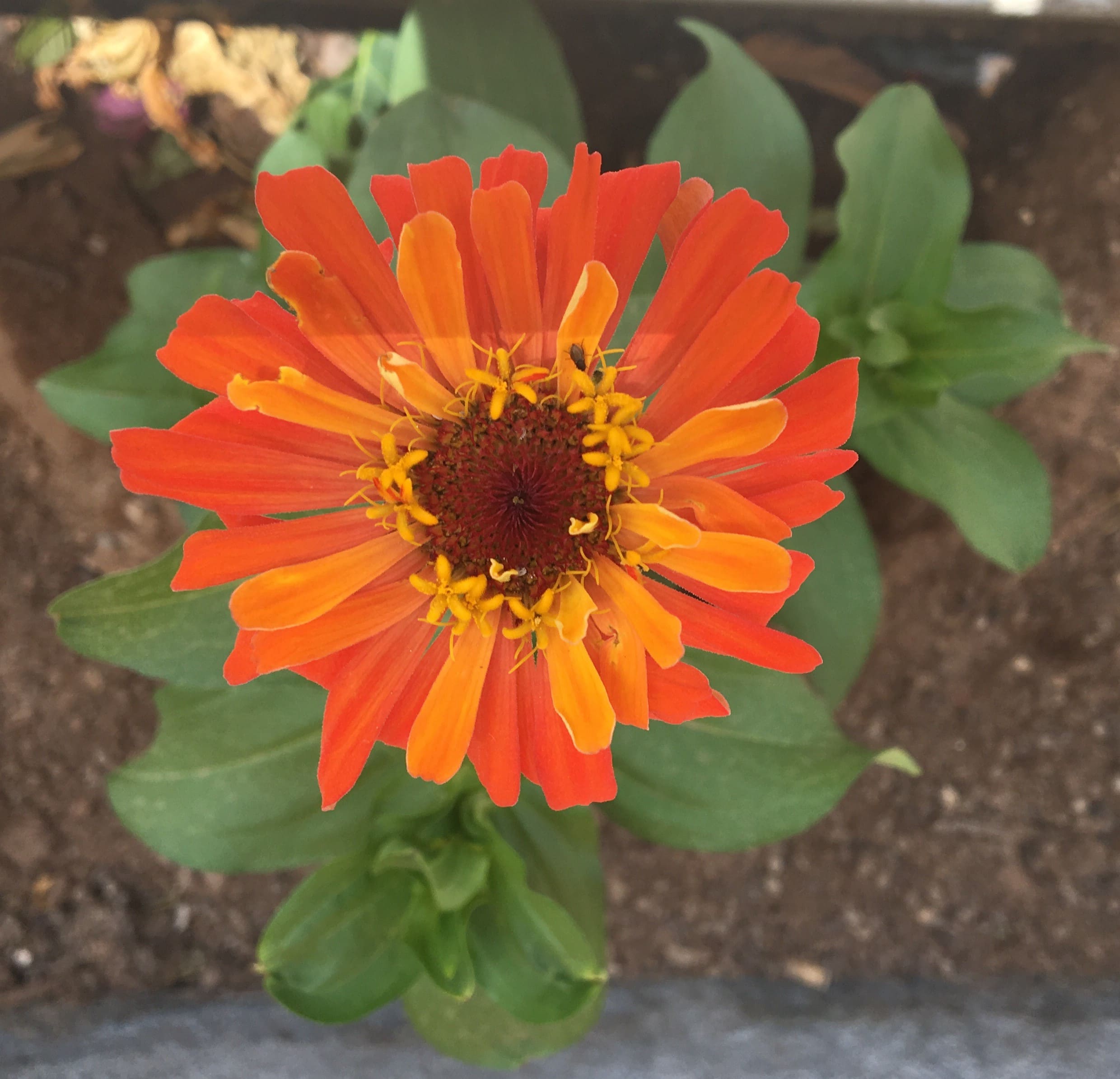 Acceptance and Change for Health